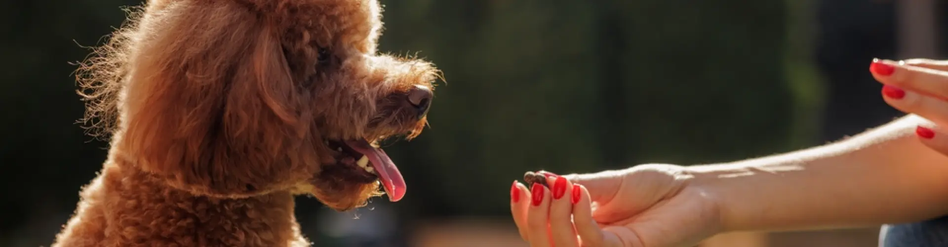 Éducateur canin comportementaliste à Vitrolles