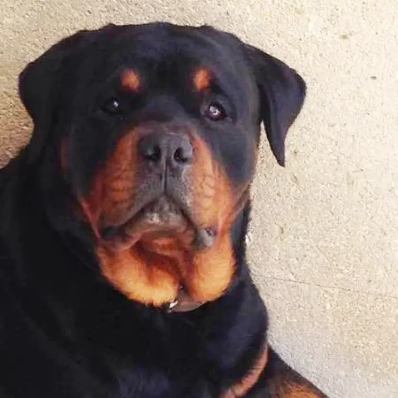 E C C Educateur Canin Comportementaliste Rognac Galerie 1