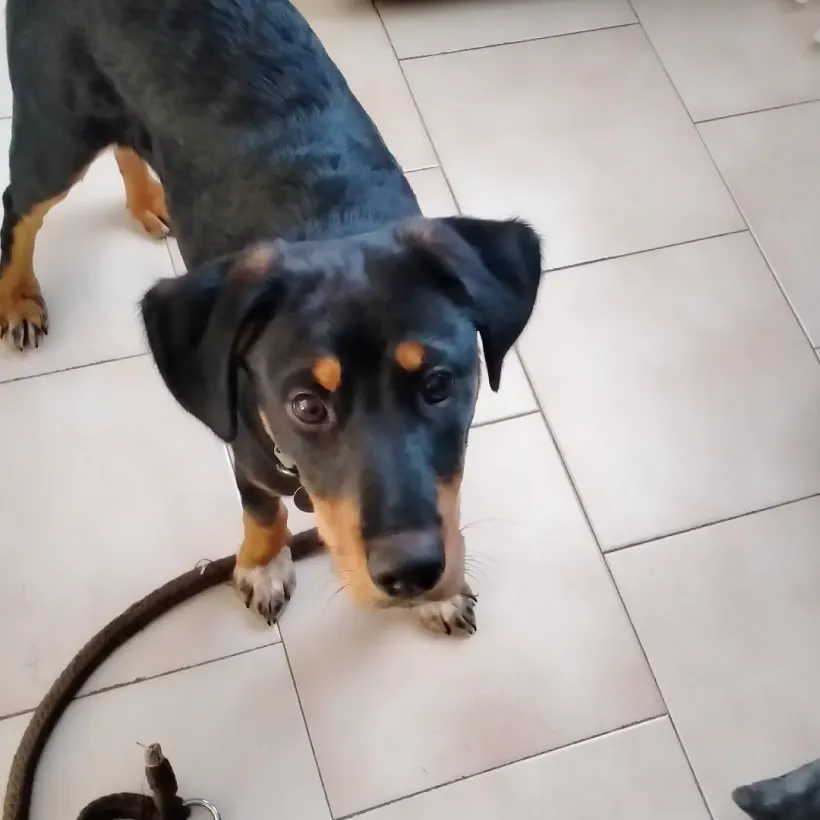 E C C Educateur Canin Comportementaliste Rognac Galerie 3