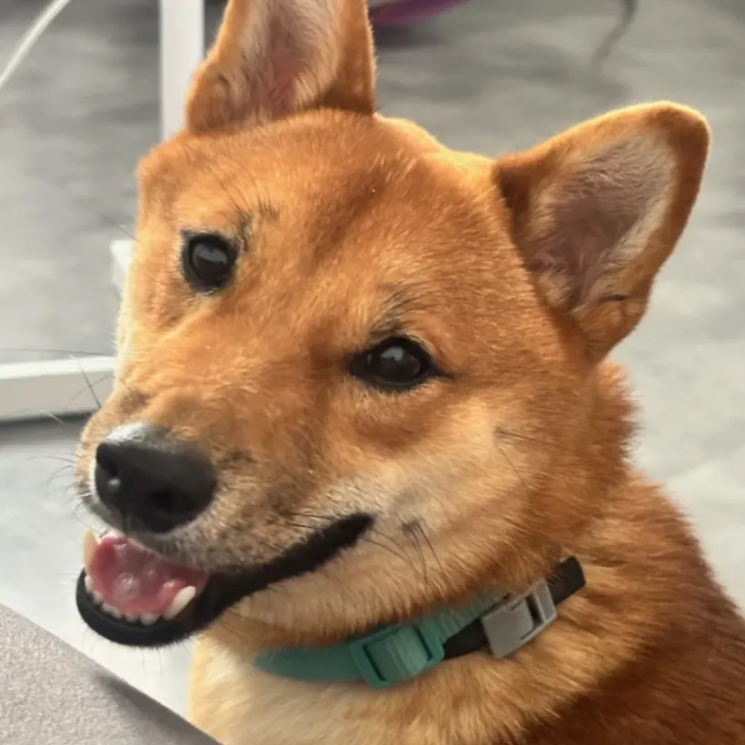 E C C Educateur Canin Comportementaliste Rognac Galerie 4