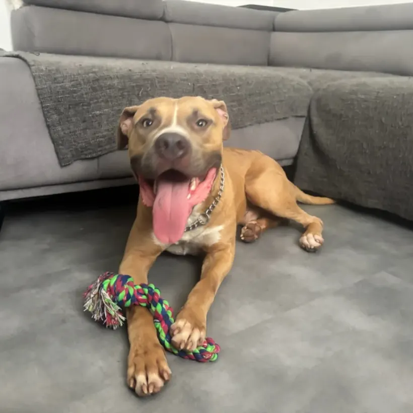 E C C Educateur Canin Comportementaliste Rognac Galerie 5