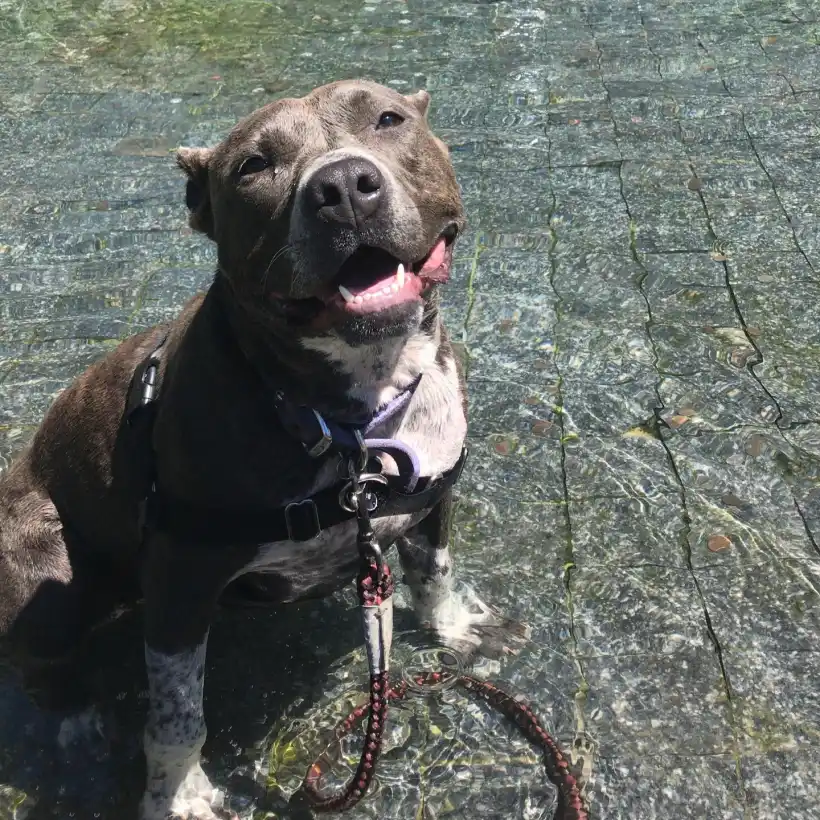 E C C Educateur Canin Comportementaliste Rognac Galerie 6