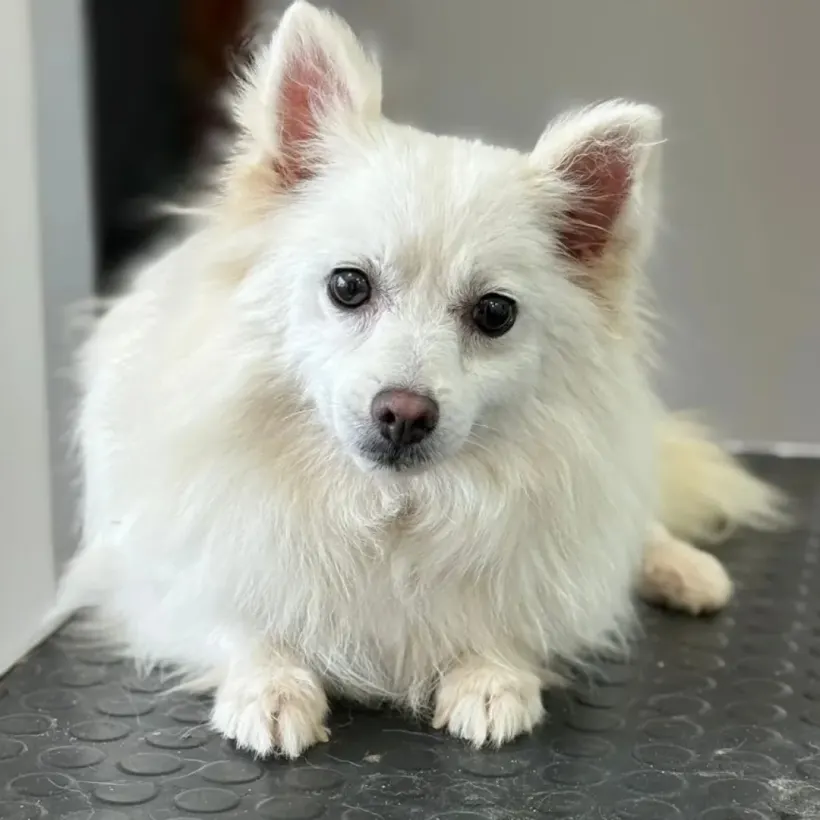 E C C Educateur Canin Comportementaliste Rognac Galerie 7